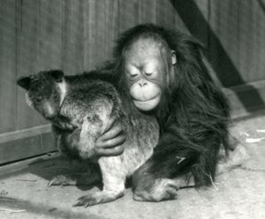 Um orangotango novo abraça um canguru da árvore no jardim zoológico de Londres em 1927