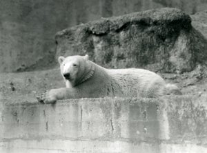 Um jovem urso polar repousa sobre uma borda rochosa em seu recinto no zoológico de Londres em 1927 de Frederick William Bond