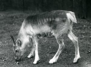 Uma jovem rena no zoológico de Londres, 1925 de Frederick William Bond