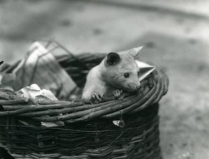 Um jovem albino Opossum espiando por uma cesta no zoológico de Londres, em outubro de 1920 de Frederick William Bond