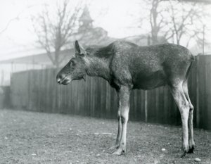 Um jovem touro Elk/Moose, com feridas de chifres recentes, em pé no seu paddock no Jardim Zoológico de Londres (foto a p/b) de Frederick William Bond