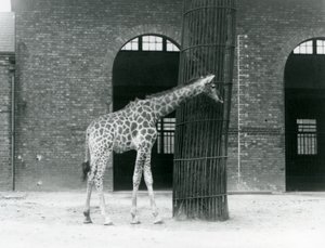Uma jovem Girafa fêmea em pé em frente a uma árvore, no lado de fora da casa da Girafa, no jardim zoológico de Londres. de Frederick William Bond