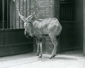 Um jovem Kudu macho do Grande Jardim Zoológico de Londres em 1929 (foto a p/b) de Frederick William Bond
