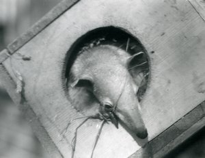 Um jovem tamanduá sai de sua caixa de nidificação, no zoológico de Londres, em abril de 1925 de Frederick William Bond