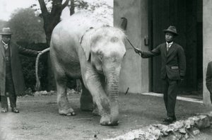 AlbinoWhite Burmese Elephant Pawah com atendentes, incluindo o Dr. Saw Po Min, Zoológico de Londres, em maio de 1926 de Frederick William Bond