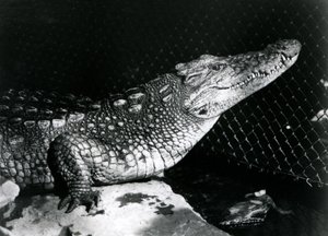 Um jacaré americano no zoológico de Londres em setembro de 1924 de Frederick William Bond