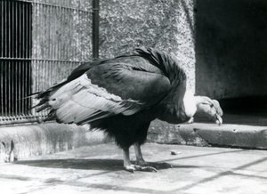 Um abutre andino de pé no chão de seu recinto no zoológico de Londres em julho de 1925 de Frederick William Bond