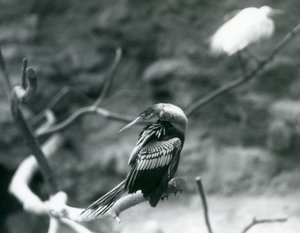 Um AnhingaAmerican DarterSnakebirdWater Turquia sentado em um galho no zoológico de Londres em setembro de 1927 de Frederick William Bond