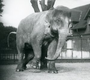 Um Elefante Asiático a coçar-se contra uma árvore morta, no Jardim Zoológico de Londres de Frederick William Bond