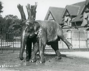 Um elefante asiático a coçar-se contra uma árvore morta, enquanto se equilibra em três pernas, no Jardim Zoológico de Londres de Frederick William Bond