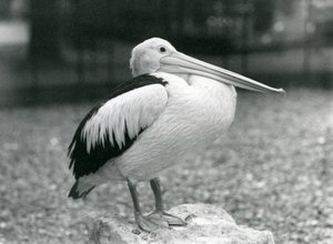 Um pelicano australiano em pé sobre uma pedra no Zoológico de Londres em 1929 (foto a p/b) de Frederick William Bond
