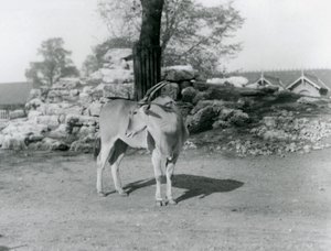 Uma Eland em pé no seu paddock no Jardim Zoológico de Londres em 1929 (foto a p/b) de Frederick William Bond