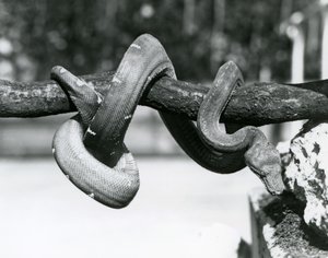 Uma Esmeralda Boa com seu corpo enrolado ao longo de um ramo horizontal, olhando para o chão, Jardim Zoológico de Londres, outubro de 1928 (foto a p/b) de Frederick William Bond