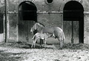 Uma zebra imperial em perigo de extinção, em pé alimentando seu potro de 4 dias de idade, em seu piquete no zoológico de Londres em agosto de 1927 de Frederick William Bond