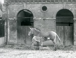 Uma Zebra em Perigo em Zebra Imperial em pé alimenta seu potro, em seu piquete no Zoológico de Londres em 1927 de Frederick William Bond
