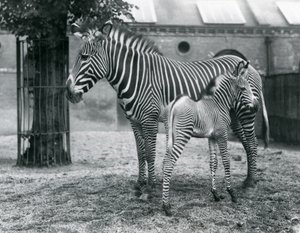 Uma zebra imperial de Grevys em perigo, em pé com seu potro de 4 dias de idade, em seu paddock no zoológico de Londres em agosto de 1927 de Frederick William Bond