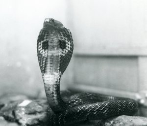 Um indiano Cobra-asiática com cobra e capuz queimado, Zoológico de Londres, outubro de 1925 de Frederick William Bond