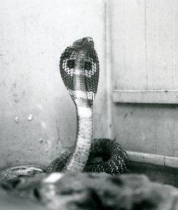 Um indiano Cobra-asiática com cobra e capuz queimado, Zoológico de Londres, outubro de 1925 de Frederick William Bond