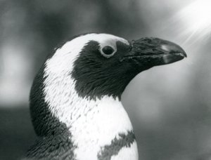 Um adulto Black-footedJackassPinguim africano no zoológico de Londres, setembro de 1925
