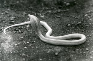Uma cobra albina IndianSpectacledAsianBinocellate com sua cabeça levantada e capuz espalhar, zoológico de Londres, setembro de 1924 de Frederick William Bond