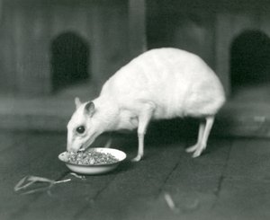 Um albino Javan ChevrotainJava-veado-rato comendo em uma tigela no zoológico de Londres in1926 de Frederick William Bond