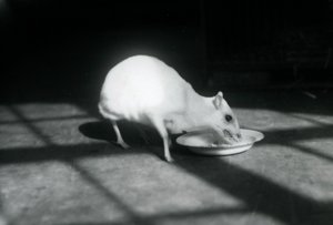 Um chevrotain albino comendo de um prato, zoológico de Londres, dezembro de 1926 de Frederick William Bond