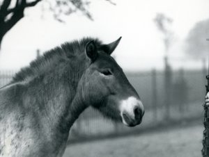 Um Przewalskis Wild Horse ameaçado de extinção que está em seu paddock no jardim zoológico de Londres, outubro de 1927 de Frederick William Bond
