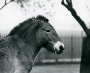 Um pé de cavalo selvagem Przewalskis em extinção em seu paddock no zoológico de Londres, de outubro de 1927 de Frederick William Bond