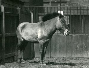 Um cavalo selvagem de Przewalskis em perigo em pé em seu paddock no zoológico de Londres em 1927 de Frederick William Bond