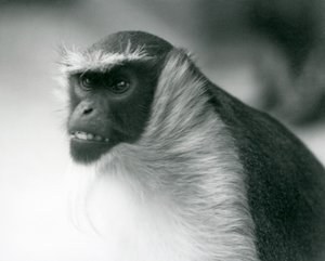 Macaco Roloway em perigo no Zoológico de Londres, 1927 de Frederick William Bond