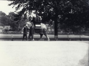 Elefante asiático &39;Jessie&39; dando uma carona para duas senhoras e uma criança, enquanto sendo liderado por um guardião no zoológico de Londres, maio de 1914 de Frederick William Bond
