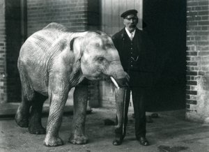 Elefante asiático bebê com guardião Charles Eyles, zoológico de Londres, novembro de 1915 de Frederick William Bond