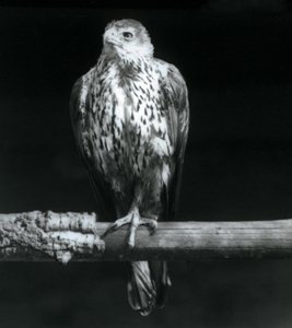 Bonellis Eagle descansando em um galho no zoológico de Londres, em setembro de 1925 de Frederick William Bond