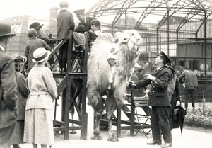 Passeios de camelo com o guardião H. Warwick de Frederick William Bond