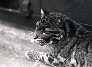Leopardo nublado, 1922 de Frederick William Bond