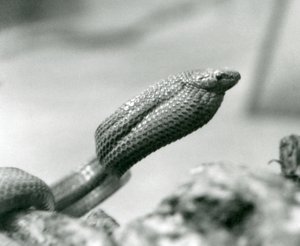 Cobra comedora de ovos no Jardim Zoológico de Londres em 1930 (foto a p/b) de Frederick William Bond