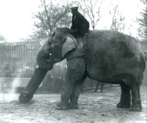 Elefante asiático fêmea, 