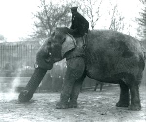 Elefante asiático feminino, Indiarani, movendo-se de madeira com seu tronco, enquanto seu keeper fica nas costas dela, dirigindo-a, London Zoo, 1925 de Frederick William Bond