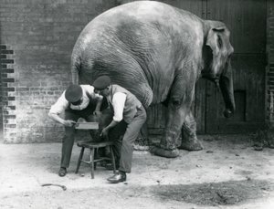 Fêmea asiática elefante Sundermalah ter seus pés aparados por seus guardiões no zoológico de Londres, de agosto de 1926 de Frederick William Bond