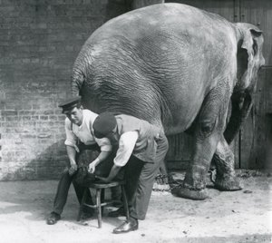Elefante asiático feminino tendo seus pés aparados por seus guardiões no zoológico de Londres, agosto de 1926 de Frederick William Bond