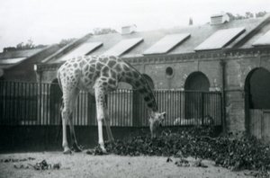 Fêmea Girafa, 