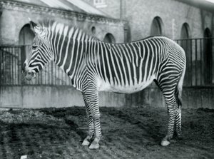 Zebra de Grevys fêmea, ou zebra imperial, Jennie que está em seu paddock no jardim zoológico de Londres, 1927 de Frederick William Bond