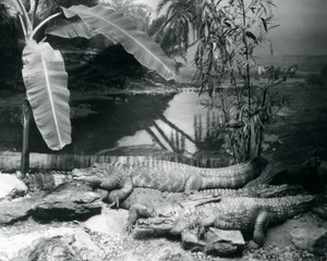 Quatro jacarés, num cenário panorâmico com uma bananeira, no Jardim Zoológico de Londres em 1929 (foto a p/b) de Frederick William Bond