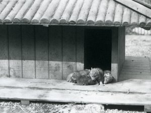 Quatro cachorros coiote descansam na entrada do seu canil den/wooden, Jardim Zoológico de Londres de Frederick William Bond