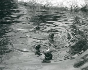 Quatro King Penguins nadando em sua piscina no Zoológico de Londres, em junho de 1927 de Frederick William Bond