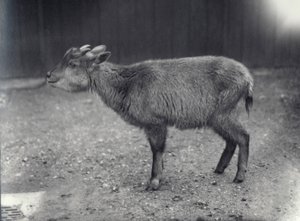 Goral do Himalaia no zoológico de Londres, 1914. de Frederick William Bond