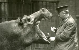 Hipopótamo Bobbie com o goleiro Ernie Bowman, zoológico de Londres, 1927 de Frederick William Bond
