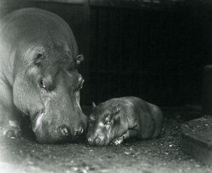 Hipopótamo Joan com seu filhote Jimmy no zoológico de Londres em março de 1927 de Frederick William Bond