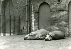 Hipopótamos Bobbie e Joan no zoológico de Londres, em julho de 1923 (foto bw) de Frederick William Bond