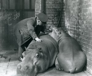 Hipopótamos Joan e Jimmy no zoológico de Londres em 1927 de Frederick William Bond